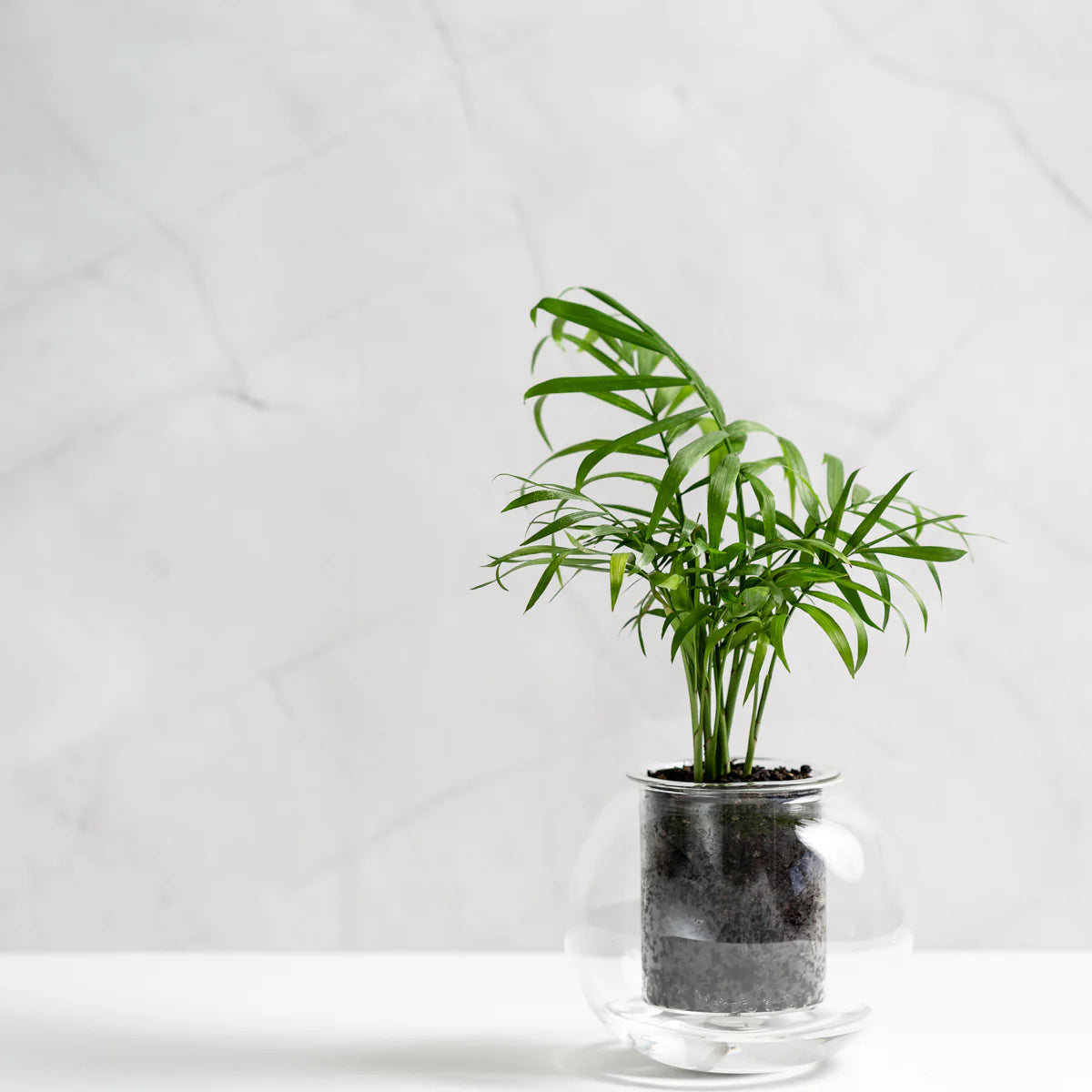 Medium Self-Watering Glass Pot