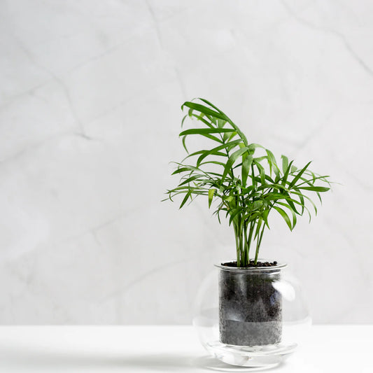 Medium Self-Watering Glass Pot