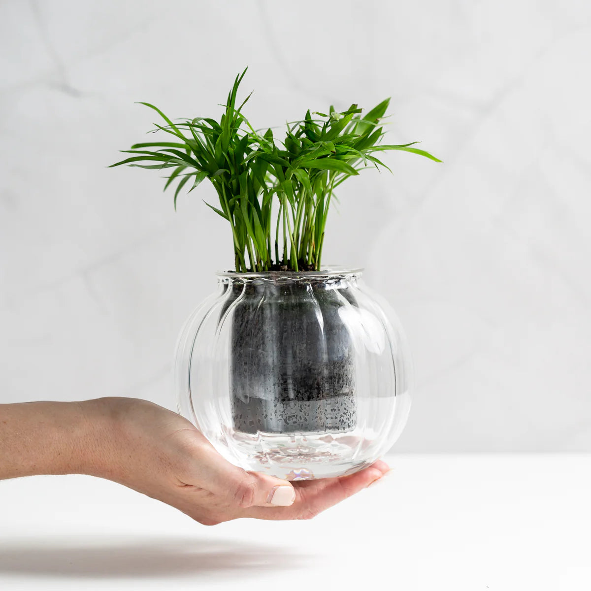 Medium Ribbed Self-Watering Glass Pot