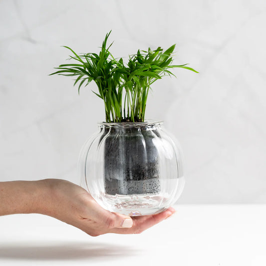 Medium Ribbed Self-Watering Glass Pot